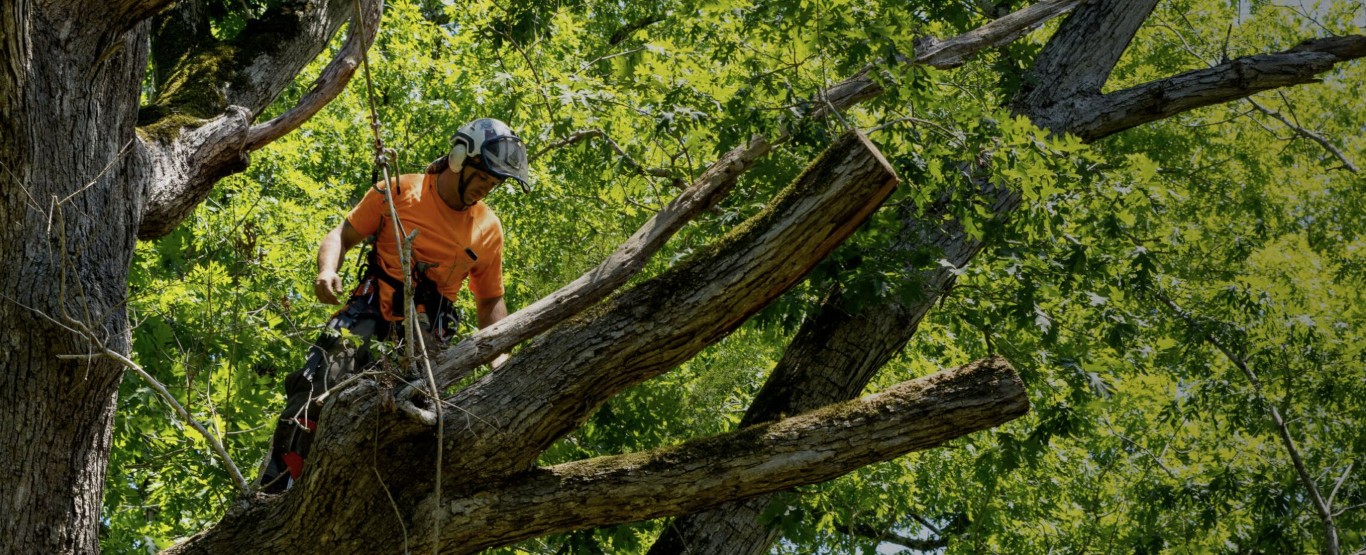 Tree Trimming & Pruning service in Santa Fe, NM