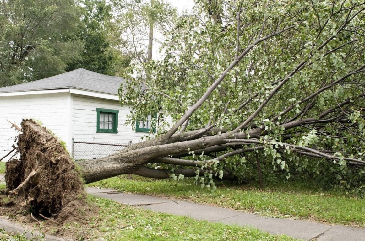 Fallen tree demonstrating need for emergency tree removal in Santa Fe