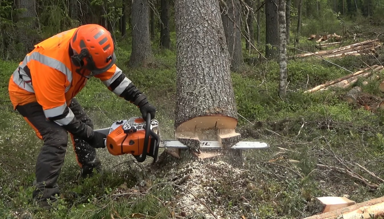 Expert tree service professionals working in Santa Fe, NM
