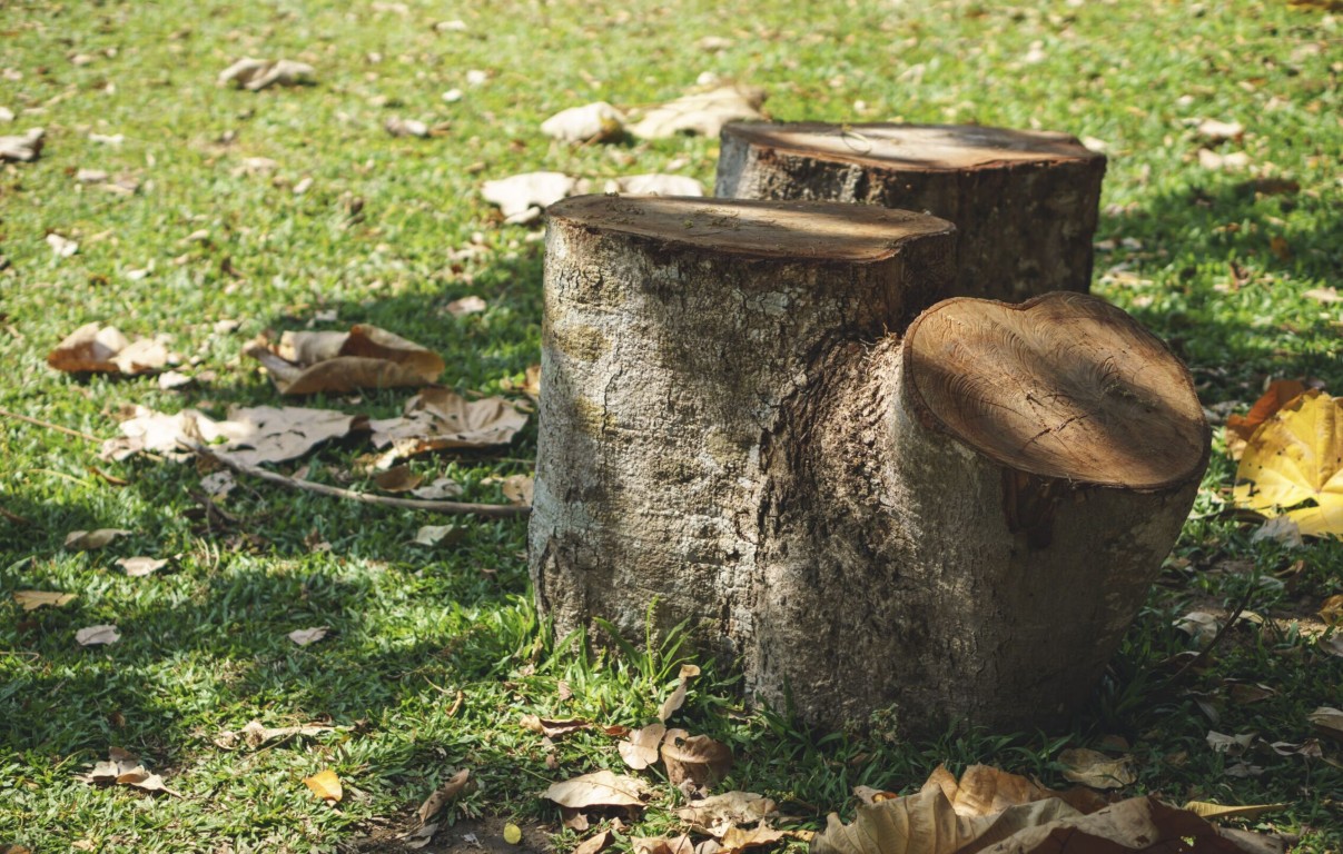 Tree stumps in lawn showing need for stump removal in Santa Fe